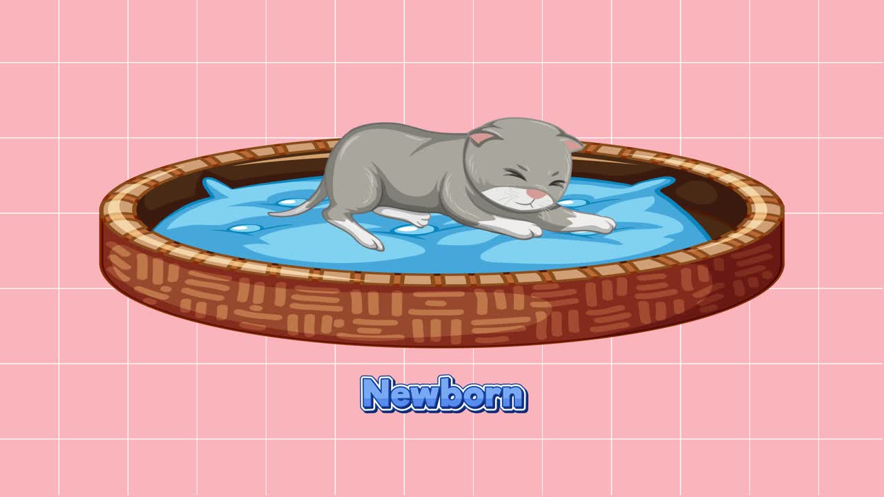 고양이의 발달 단계를 묘사합니다.