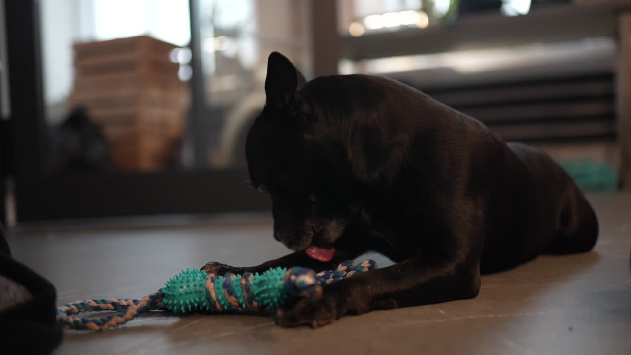 A playful black dog with perky ears relaxes on a patterned rug, happily chewing a bright blue rubber toy. The dog’s focused expression and the vibrant colors capture pure joy and contentment.
