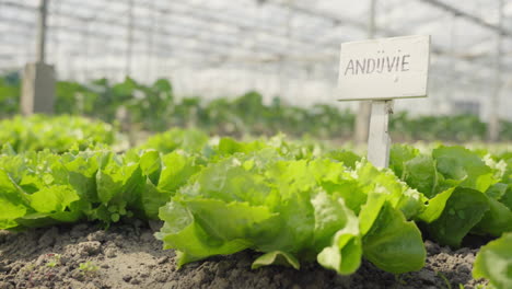 Dutch-nameplate-in-the-ground-between-the-cultivated-Endive-crops-in-a-Dutch-greenhouse