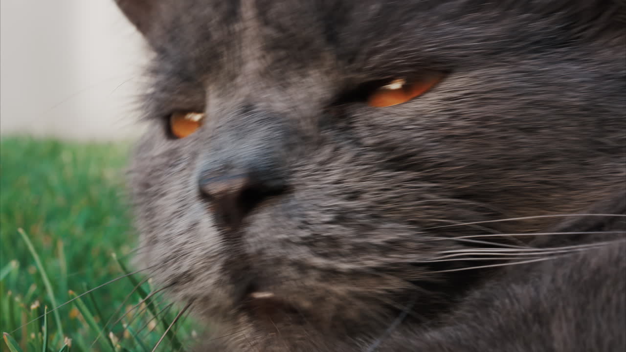 Relaxed grey British Shorthair cat resting on green grass under soft daylight