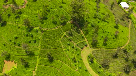 Hills with tea plantations among the mountains. Tea estate in Sri Lanka.