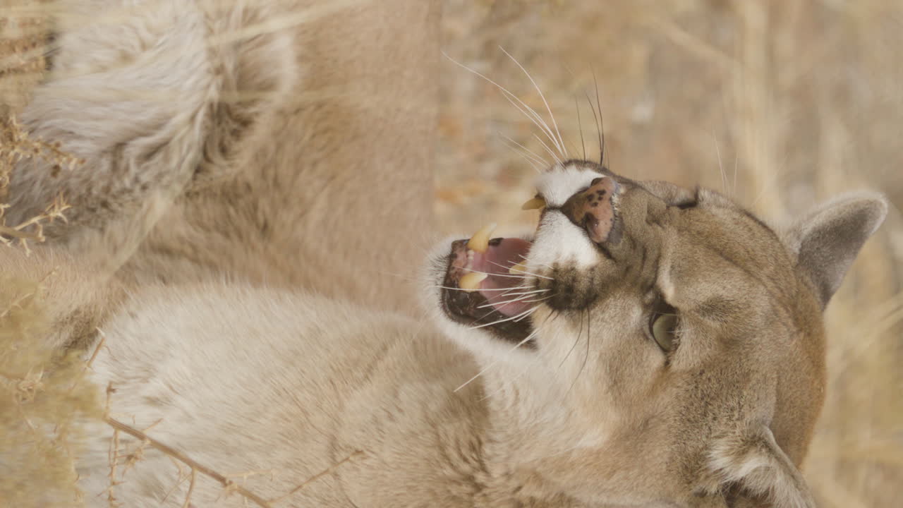 Vertical shot of snarling cougar close up
