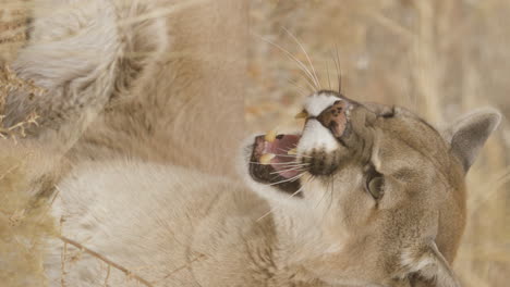 Vertical-shot-of-snarling-cougar-close-up