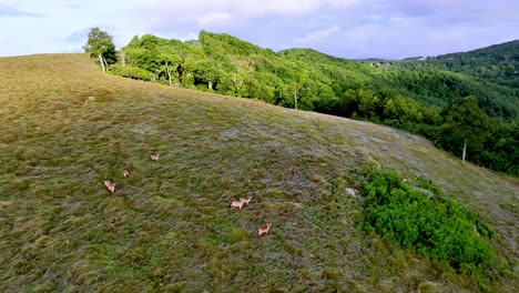 Deer-on-ridge-outside-Boone-NC,-North-Carolina