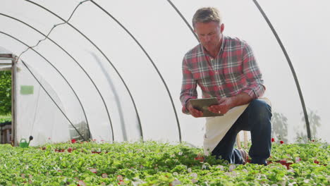 mature man working in garden center greenhouse holding digital tablet and checking plants
