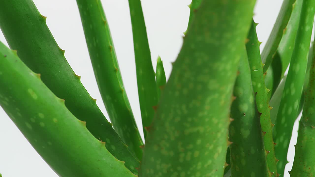 알로에 베라 식물은 색 바탕에 회전하고 있습니다. 맛있는 식물의 잎, 화장품에 사용되는 약용 식물의 클로즈업