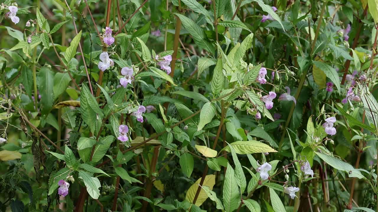 Himalayan Balsam, Impatiens glandulifera, flowering in late Summer. UK