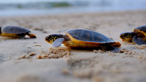 baby sea turtles journeying to the ocean