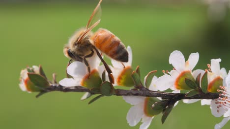 honey bee drinking from white manuka flower on sunny day and flies away, closeup