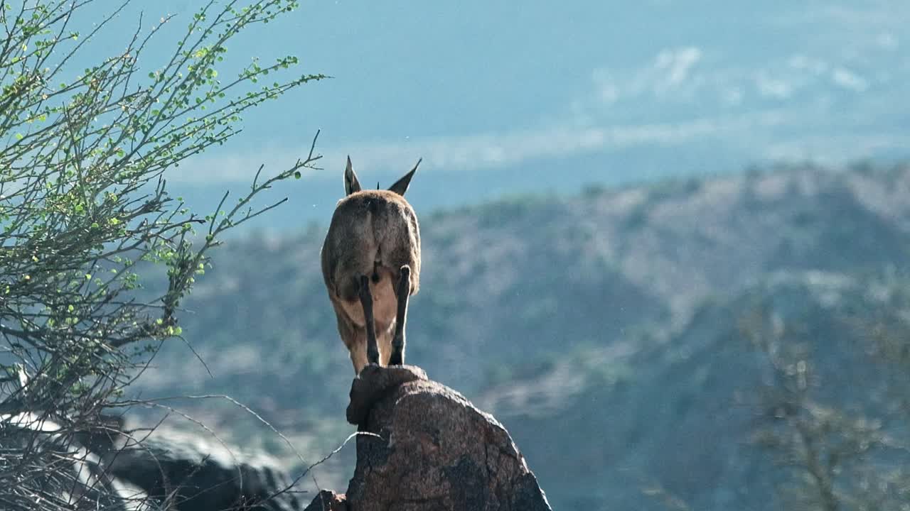 A small common Duiker on a rock eating from a bush in an arid landscape of Augrabis in South Africa