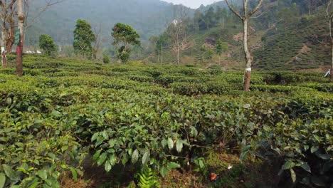 Drone-shot-or-motion-shot-of-tea-garden