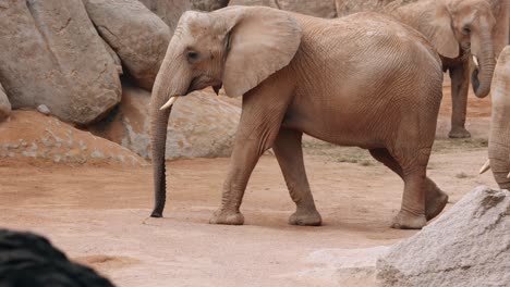 slow motion of a walking elephant waving its proboscis