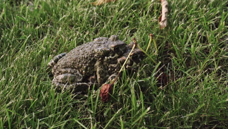 Paarende-Bürgerfrösche-Im-Gras,-Die-Aus-Dem-Rahmen-Springen