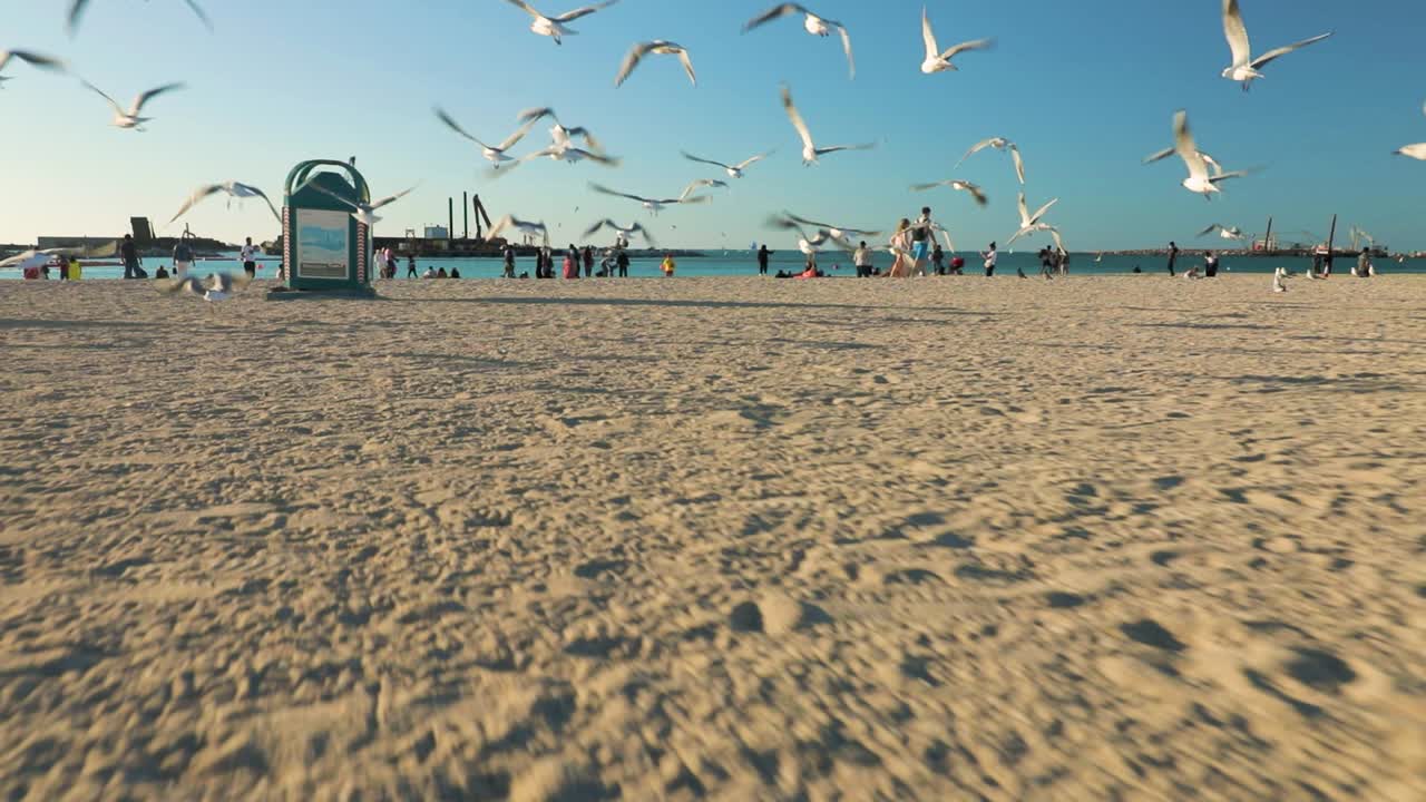 해변에서 멀리 날아가는 불안한 갈매기, 앞으로 이동