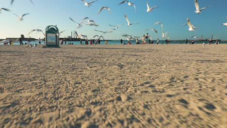gaviotas perturbadas volando en la playa, moviéndose hacia adelante