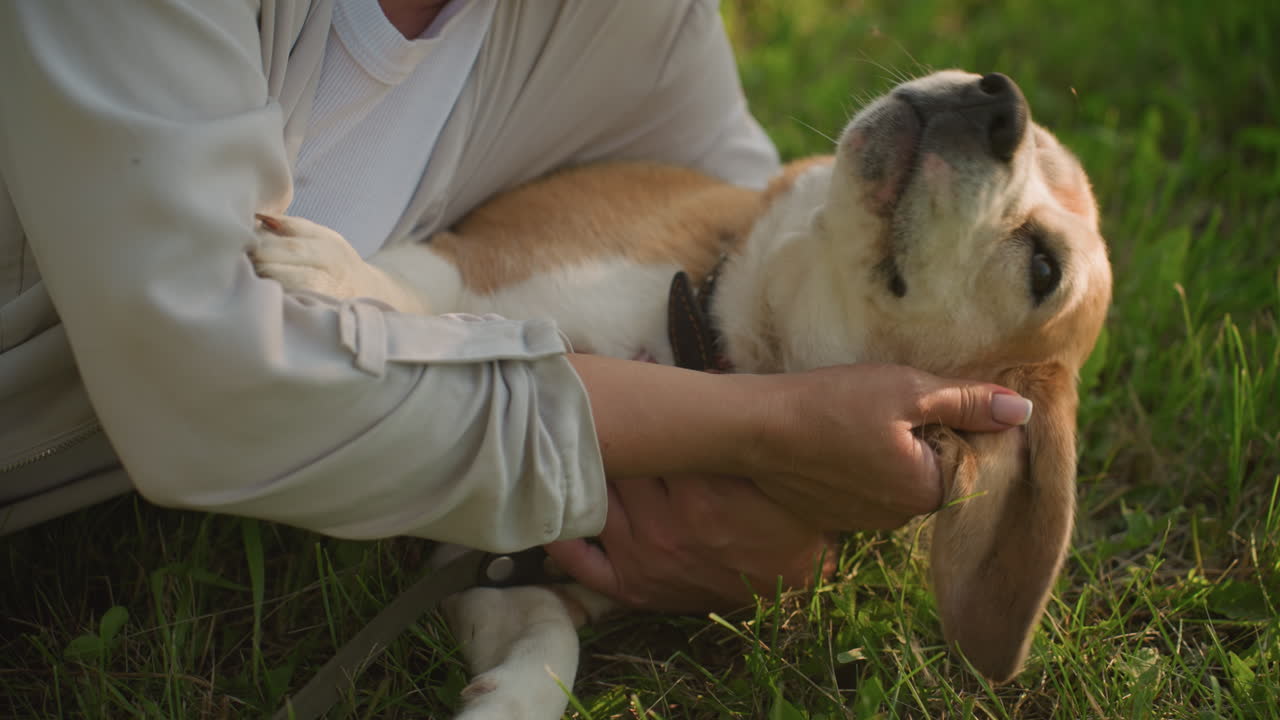 강아지 주인이 잔디 위에 누워있는 동안 귀를 문지르며 강아지를 가까이 붙잡고있는 클로즈업, 개는 따뜻한 빛 아래 평화로운 초원 배경으로 애정을 즐긴다.