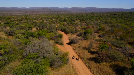 Paseo-Romántico-De-Animales-En-La-Naturaleza