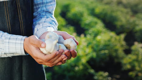 a man holds several garlic bulbs products from your garden