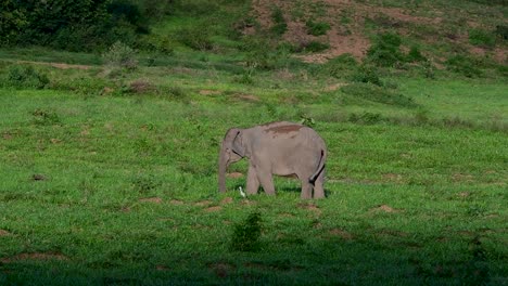 Los-Elefantes-Asiáticos-Son-Especies-En-Peligro-De-Extinción-Y-También-Son-Residentes-De-Tailandia