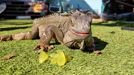 iguana descansando en césped artificial junto a uvas verdes en un entorno al aire libre iluminado por el sol