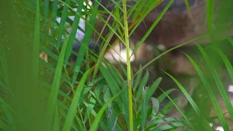 green tropical jungle foliage plant native to tulum mexico.
