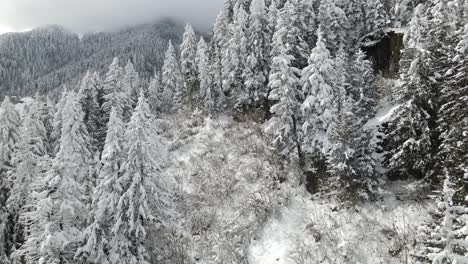 Pinos-Cubiertos-De-Nieve