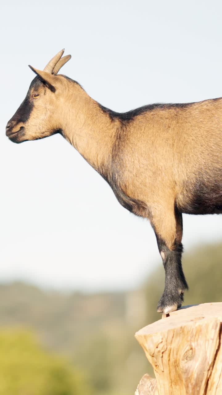 Brown and black goat standing on tree trunk in nature