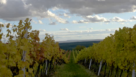 Grapevine-rows-blown-by-autumn-wind-on-a-cloudy-day,-Moravia,-Czechia