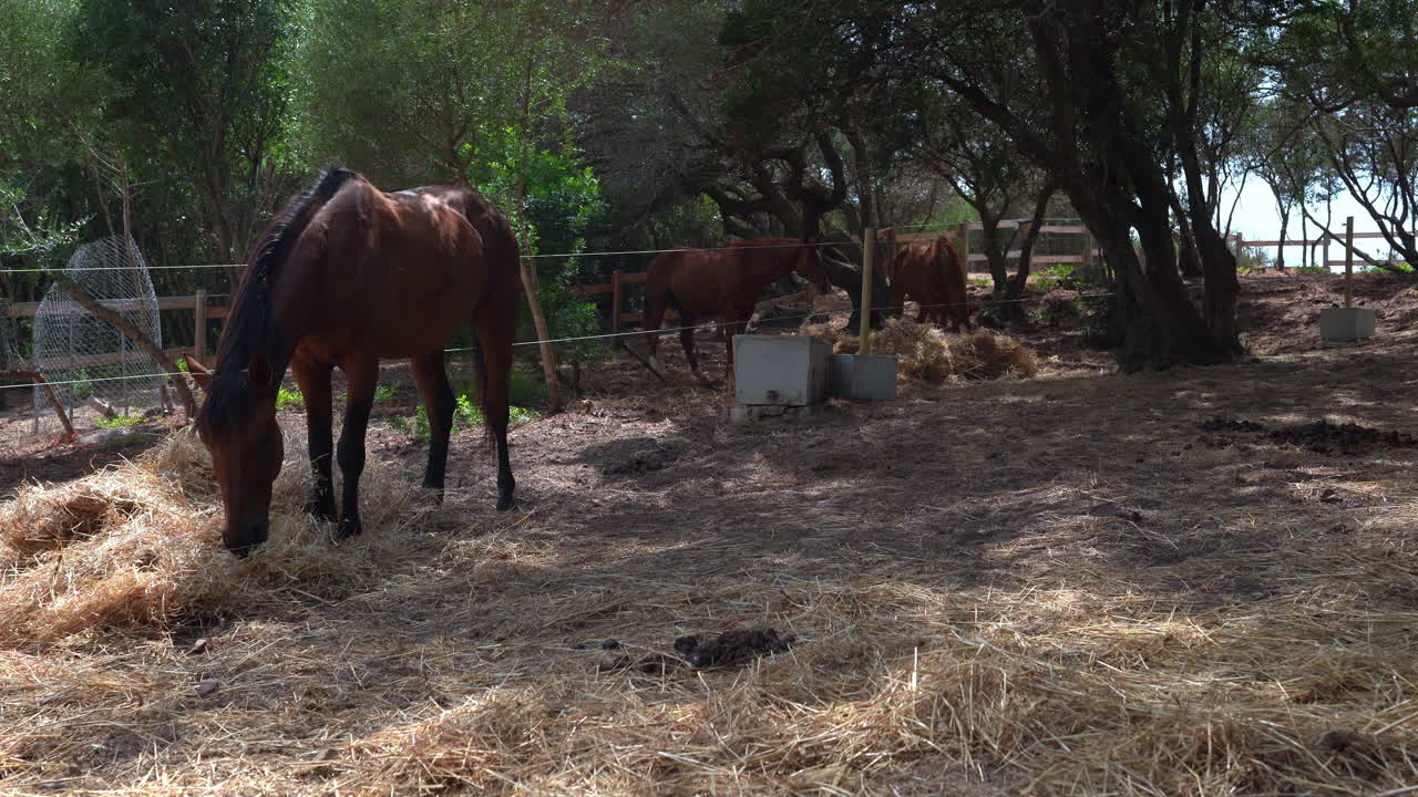 Campo lungo di un cavallo marrone che mangia fieno secco all'ombra di un albero nella campagna