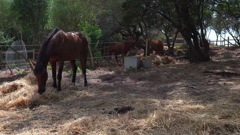 wide shot of brown horse eating dry hay under tree shadow in rural countryside