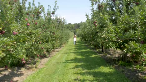 wide shot of a woman walking through an orchard