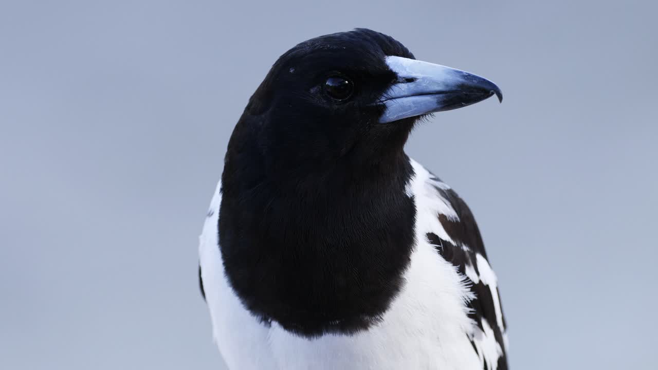 머리의 다양한 움직임과 마그피의 표정