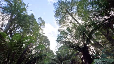 skyward view of rainforest canopy and ferns