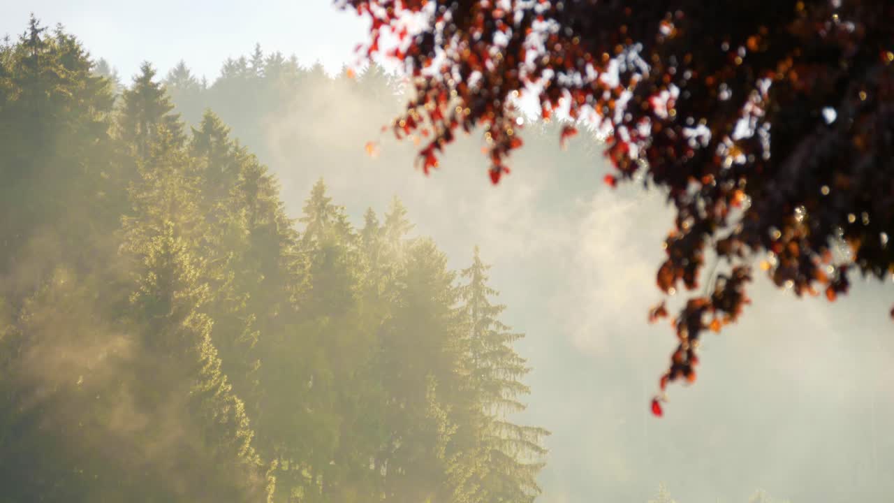 햇살과 안개가 자욱한 분위기가 있는 황금시간대 여름의 숲