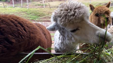 llama group with fluffy fur is eating grass during the daytime in peru