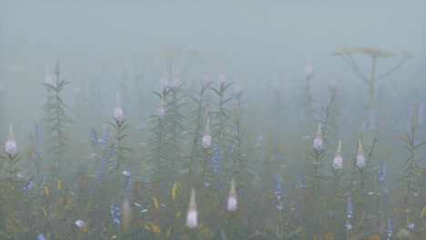 Flores-De-Campo-Silvestre-En-Niebla-Profunda