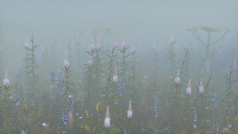 wild field flowers in deep fog