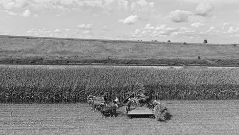 an aerial side view of amish harvesting there corn using six horses and three men as done years ago on a sunny fall day in black and white