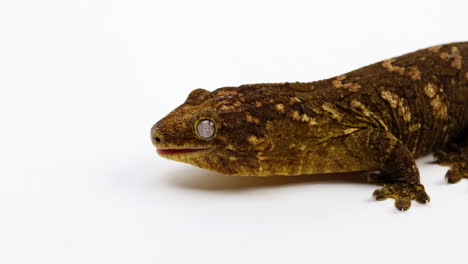 tokay gecko sticks out tongue - panning shot - isolated against white background