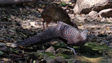 Seen-feeding-with-the-Lesser-Mouse-deer-as-the-camera-tilts,-Grey-peacock-pheasant-Polyplectron-bicalcaratum,-Male,-Thailand