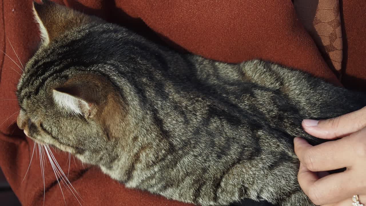 mujer sosteniendo un gato