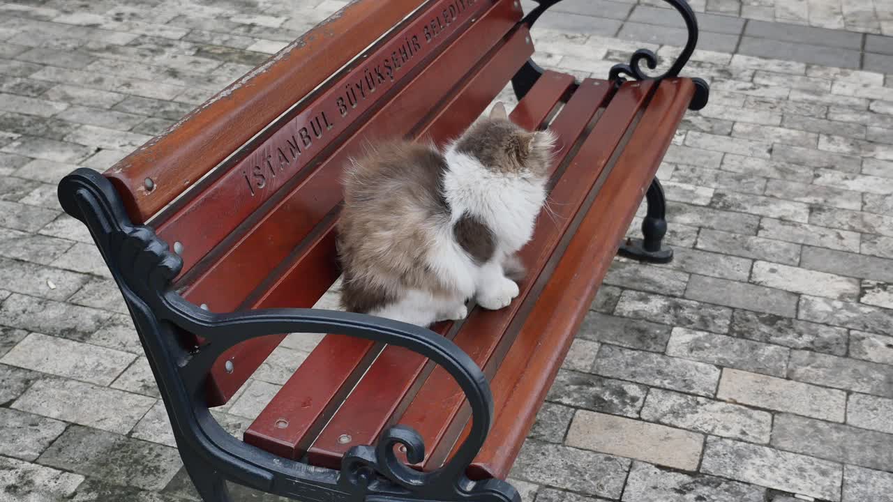 un gato sentado en un banco en estambul