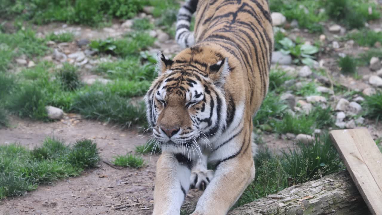 Siberian Tiger in a Zoo Enclosure