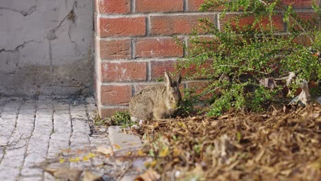 brown european hare eat green leaves from branch near brick building