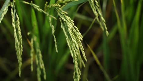 rice is the staple food in many asian countries