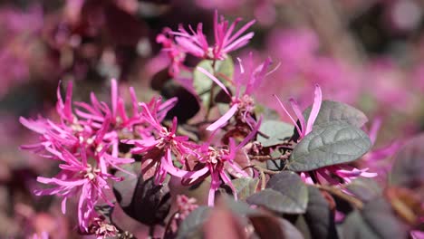 Detalle-En-Flor-De-Correa-De-Flecos-Chinos