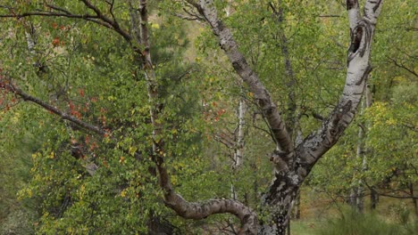 birch tree moving in wind