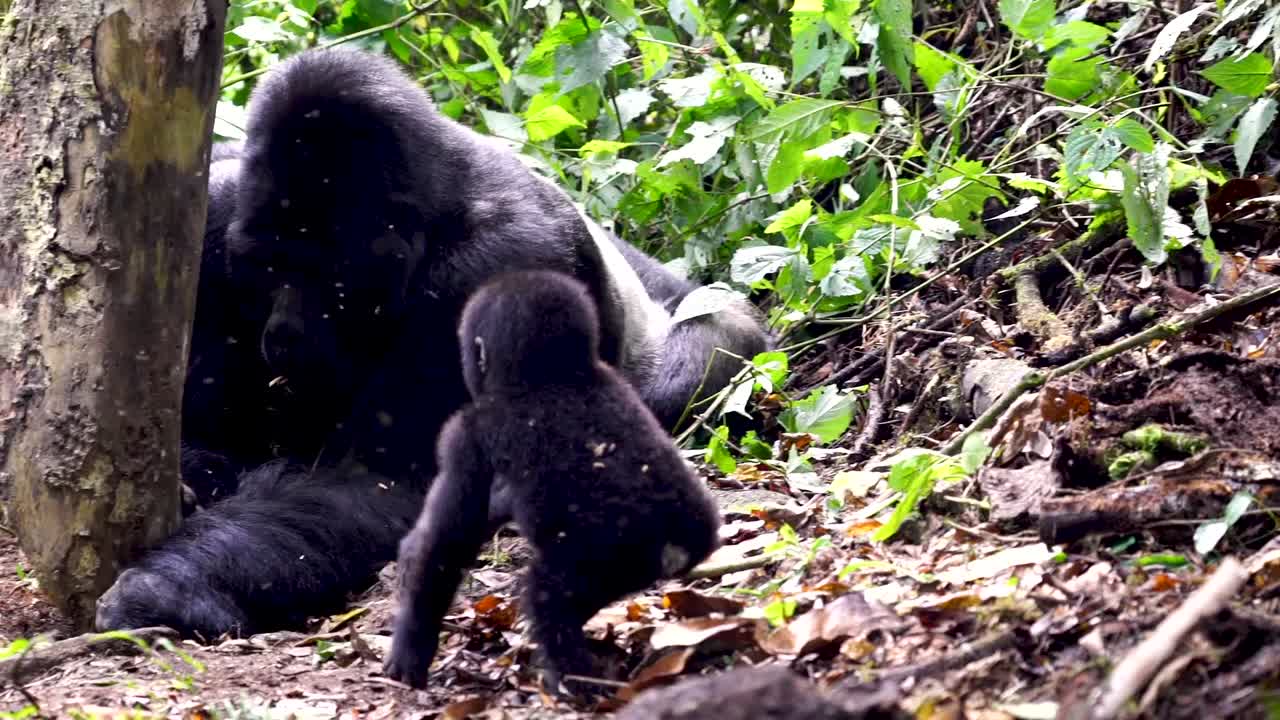 Adorabile cucciolo di gorilla di montagna e un gruppo di primati nel loro habitat naturale
