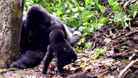 cute mountain gorilla baby and group of primates in their natural habitat