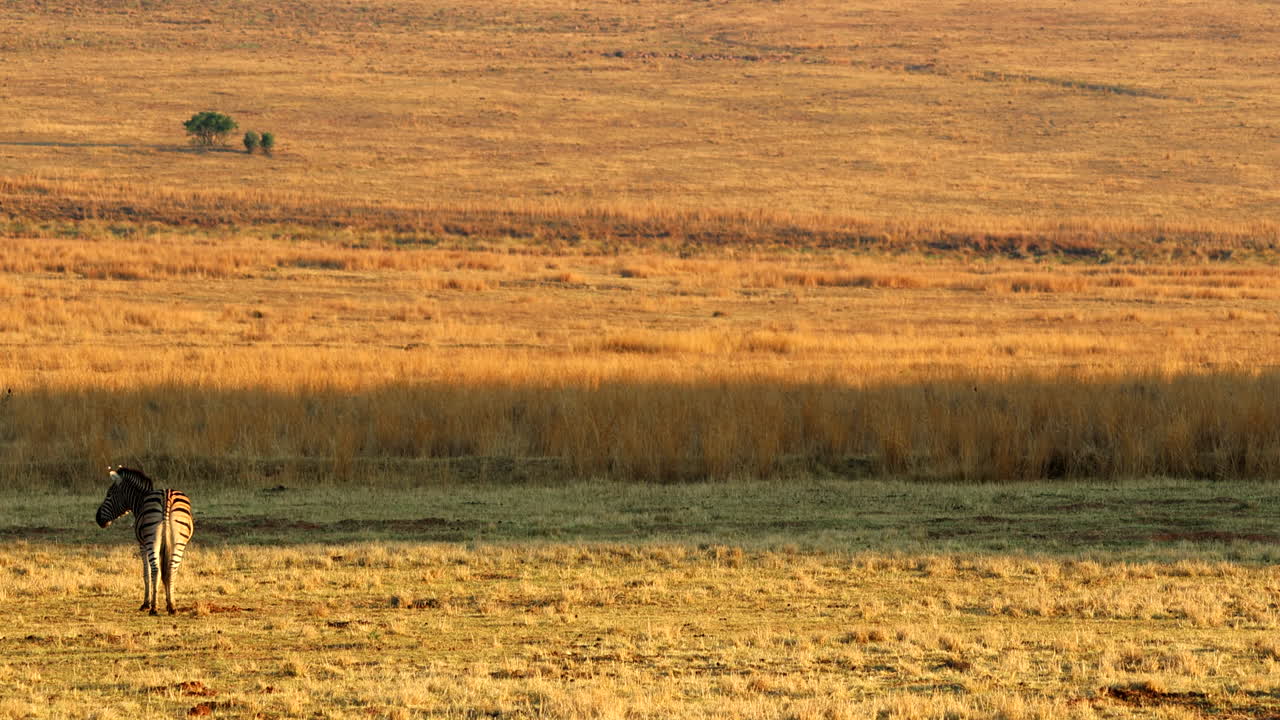 Solitary Zebra at sunrise in African vast open wilderness - landscape